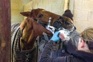 Behavioural Signs of Dental Discomfort